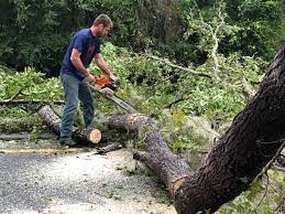 Best Tree Removal  in St Robert, MO