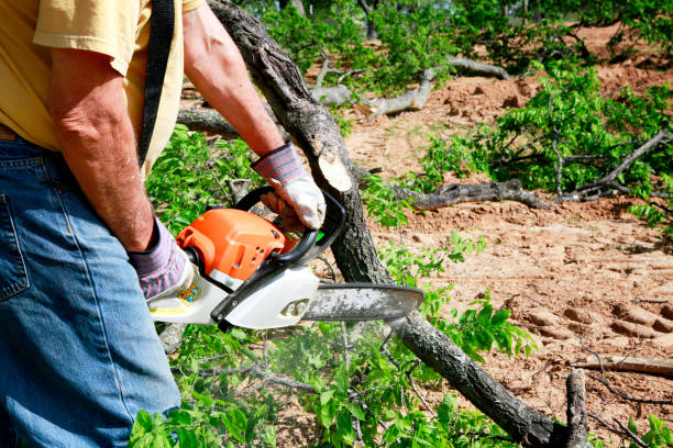 Best Tree and Shrub Care  in St Robert, MO